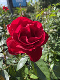 ROSE CLIMBING DUBLIN BAY BARE ROOT