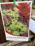 ACER PALMATUM JAPANESE MAPLE BARE ROOT 