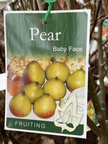 PEAR BABY FACE BARE ROOT