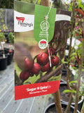 SUGAR N SPICE 2 WAY NECTARINE AND PLUM BARE ROOT