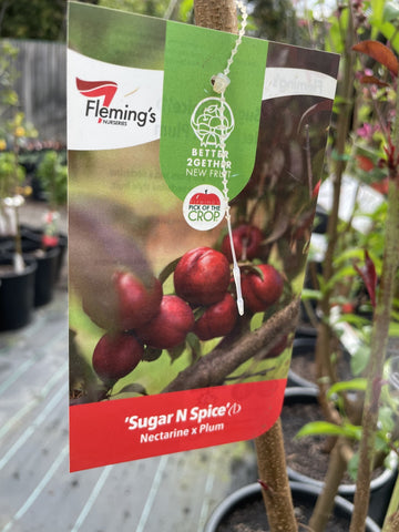 SUGAR N SPICE 2 WAY NECTARINE AND PLUM BARE ROOT