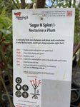 SUGAR N SPICE 2 WAY NECTARINE AND PLUM BARE ROOT
