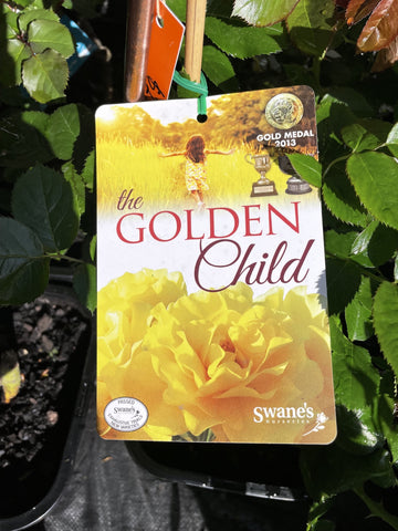 ROSE THE GOLDEN CHILD 20CM 