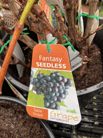 GRAPE FANTASY SEEDLESS BARE ROOT