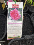 ROSA STANDARD PARFUM DE PARIS 3FT BARE ROOT 