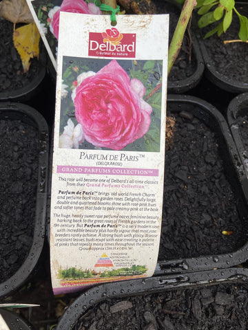 ROSA STANDARD PARFUM DE PARIS 3FT BARE ROOT 