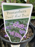 PROSTANTHERA OVALIFOLIA 14CM