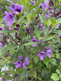 PROSTANTHERA OVALIFOLIA 14CM