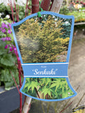 ACER PALMATUM SENKAKI 33CM