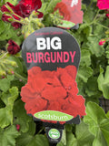 GERANIUM BIG BURGUNDY 20CM