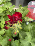GERANIUM BIG BURGUNDY 20CM