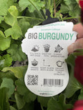 GERANIUM BIG BURGUNDY 20CM