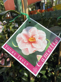 CAMELLIA YOURS TRULY 20CM
