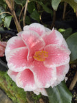 CAMELLIA YOURS TRULY 20CM