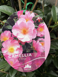 CAMELLIA NICKY CRISP 25CM 