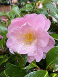 CAMELLIA NICKY CRISP 25CM 