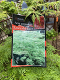 ACER PALMATUM EMERALD LACE 40CM 