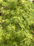 ACER PALMATUM EMERALD LACE 40CM 