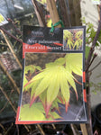 ACER PALMATUM EMERALD SUNSET 33CM