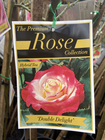 ROSE STANDARD DOUBLE DELIGHT 4FT 25CM 