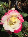ROSE STANDARD DOUBLE DELIGHT 4FT 25CM 
