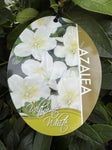 AZALEA ULTIMATE WHITE 17CM