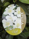 AZALEA ULTIMATE WHITE 17CM