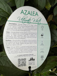 AZALEA ULTIMATE WHITE 17CM