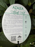 AZALEA ULTIMATE WHITE 17CM