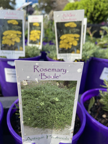 ROSMARINUS BOULE 14CM