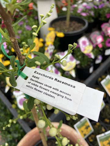 EXOCHORDA RACEMOSA 20CM