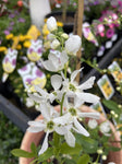 EXOCHORDA RACEMOSA 20CM