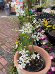 EXOCHORDA RACEMOSA 20CM