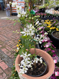 EXOCHORDA RACEMOSA 20CM