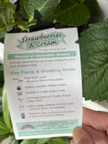 HYDRANGEA STRAWBERRIES AND CREAM 20CM 