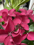 HYDRANGEA STRAWBERRIES AND CREAM 20CM 