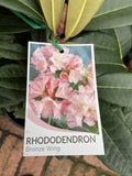 RHODODENDRON BRONZE WING 25CM