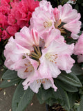 RHODODENDRON BRONZE WING 25CM
