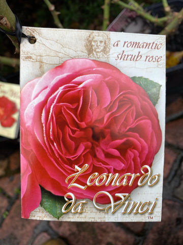 ROSE LEONARDO DA VINCI 20CM 