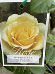 ROSA ST PATRICK 20CM