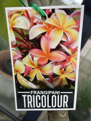 PLUMERIA TRICOLOUR 30CM