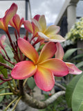 PLUMERIA TRICOLOUR 30CM