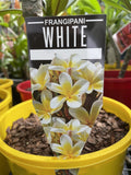 PLUMERIA WHITE 30CM