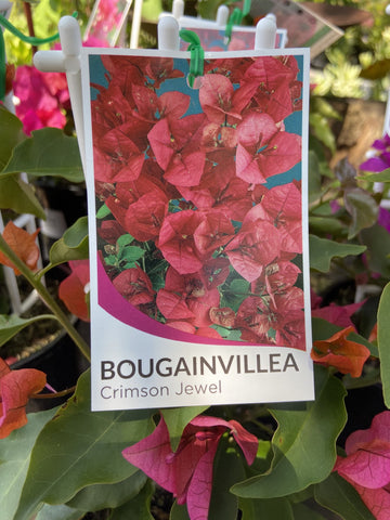 BOUGAINVILLEA CRIMSON JEWEL 14CM