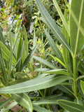 NERIUM PUNCTATUM 14CM 