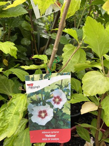 HIBISCUS SYRIACUS HELENE 20CM