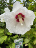 HIBISCUS SYRIACUS HELENE 20CM