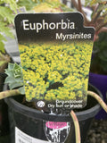 EUPHORBIA MYRSINITES 14CM