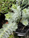 EUPHORBIA MYRSINITES 14CM