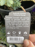 EUPHORBIA MYRSINITES 14CM